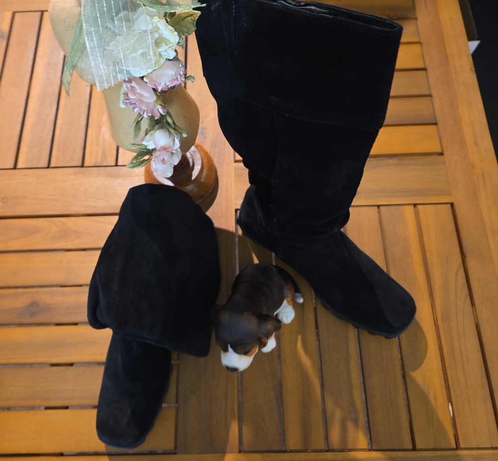 Eric Michael Black Suede Knee-High Boots
